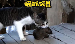 猫抓老鼠视频,一场欢乐的追逐战