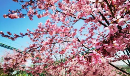 杏红视频,揭秘生活美好瞬间，感受人间烟火气